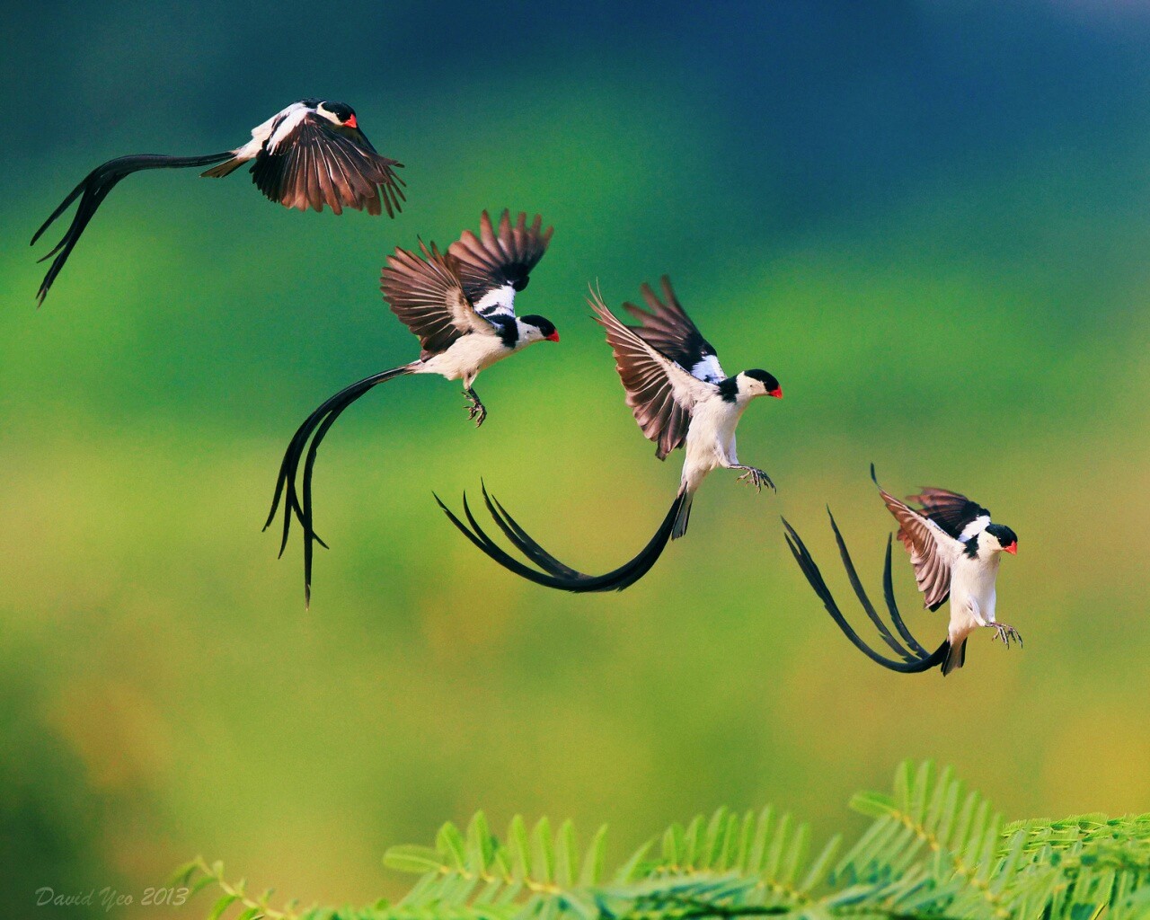 Приземляющаяся птичка обои