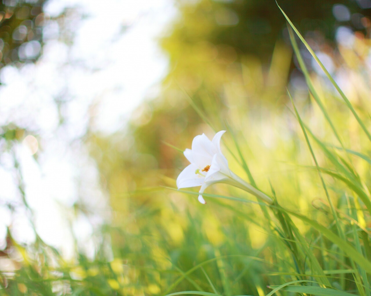 Цветок затерявшийся в траве обои