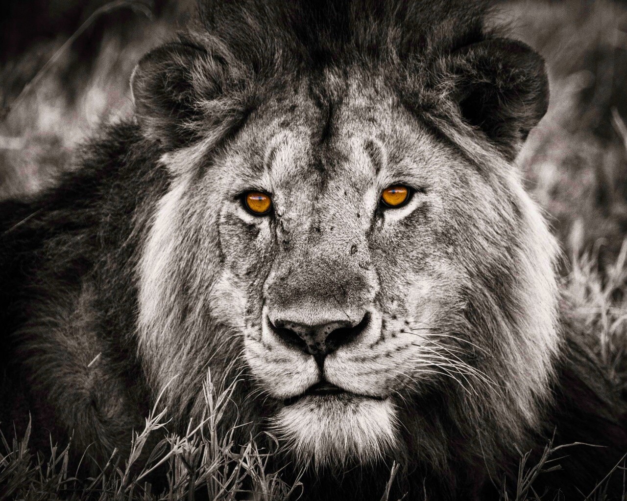 Гордый лев с горящими глазами обои