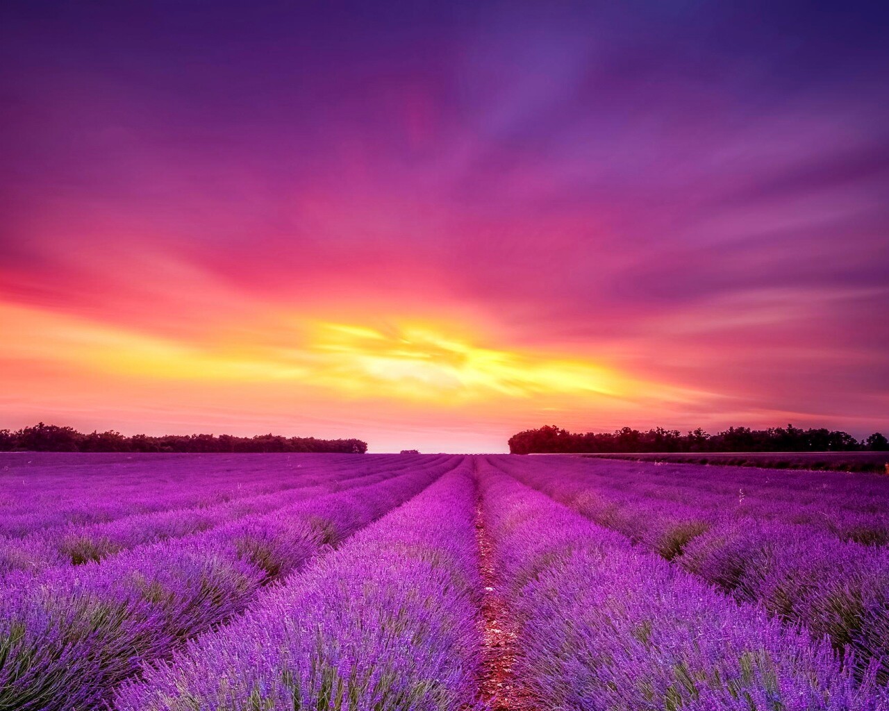 Поле фиолетовых цветов на закате обои