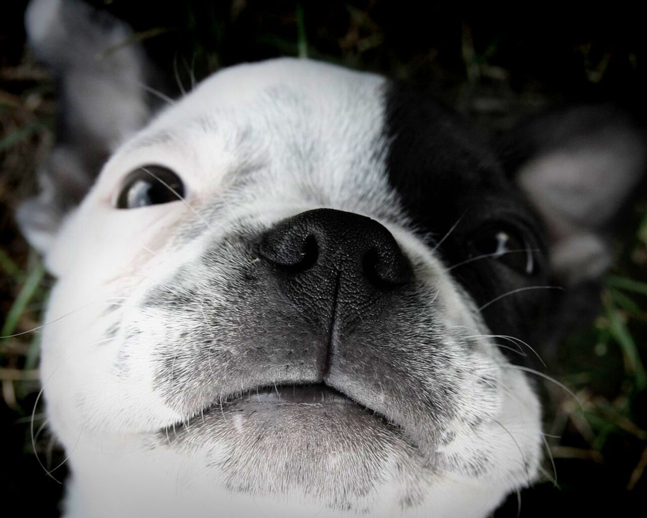 Бостонский терьер обои