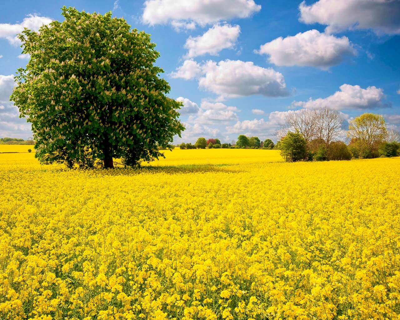 Каштан на цветочном поле обои