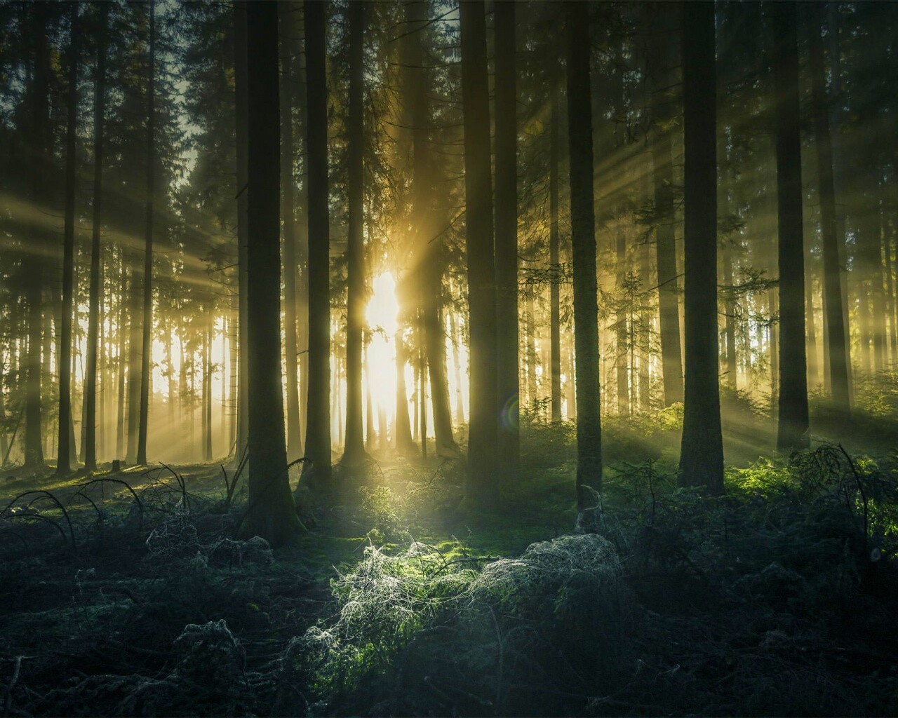 Свет пробивается сквозь стволы деревьев обои