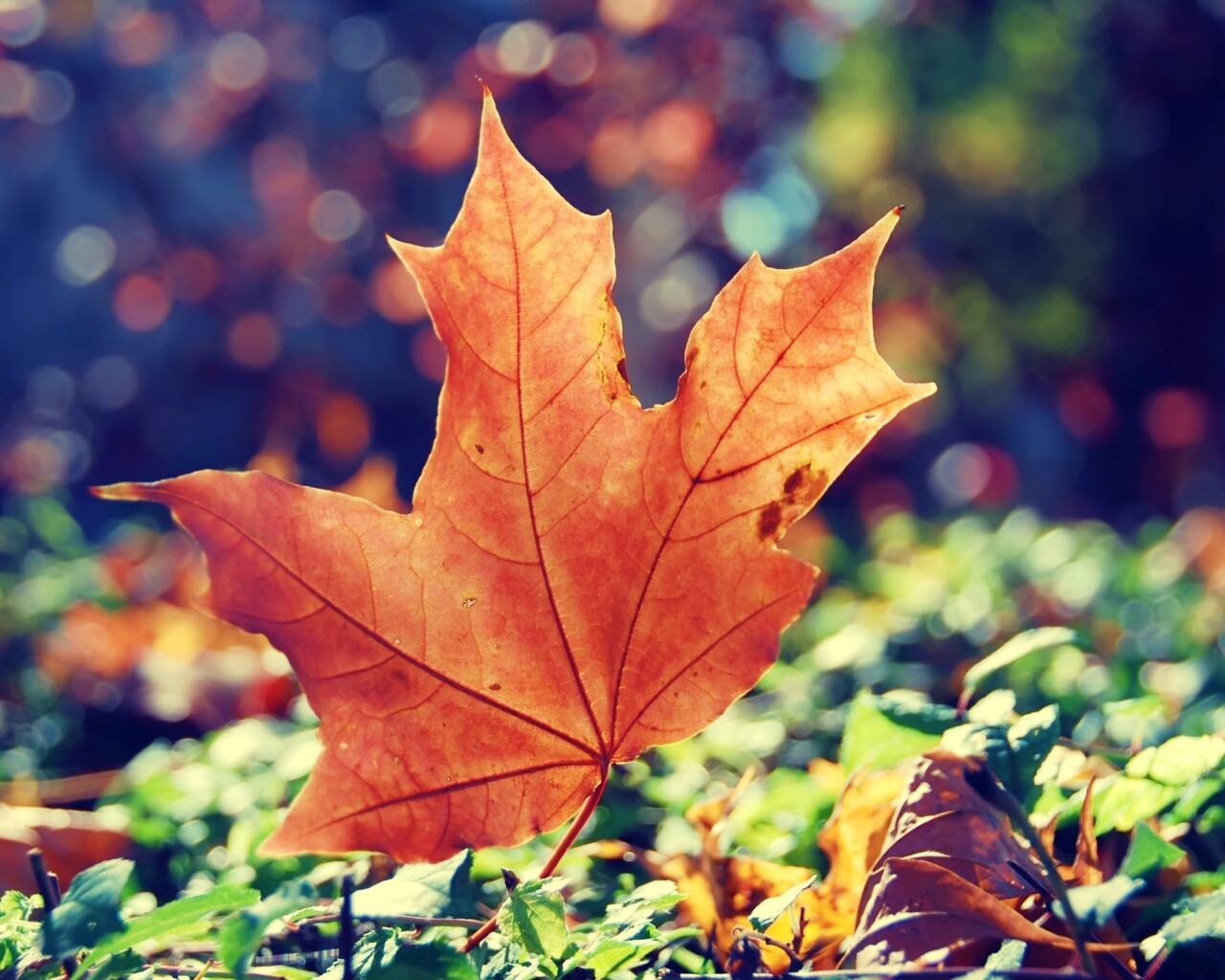 Желтый кленовый лист обои