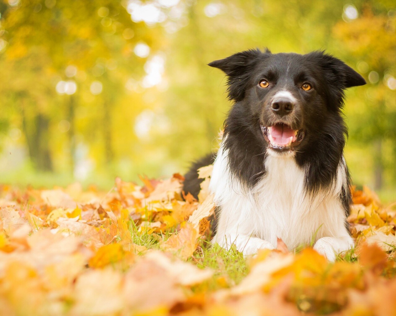 Пес среди листвы обои