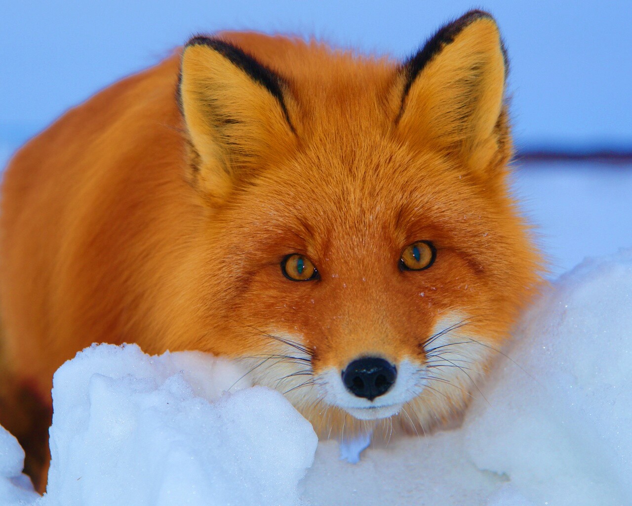 Рыжая лиса в снегу обои