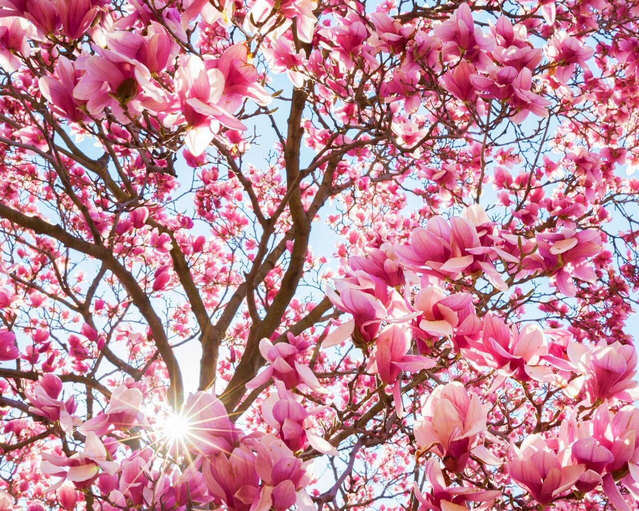 Магнолия обои