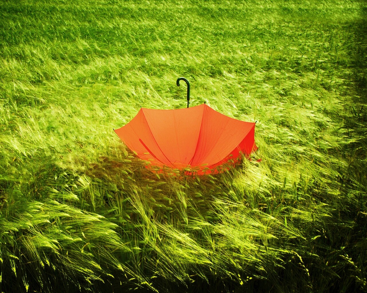 Зонт на траве обои