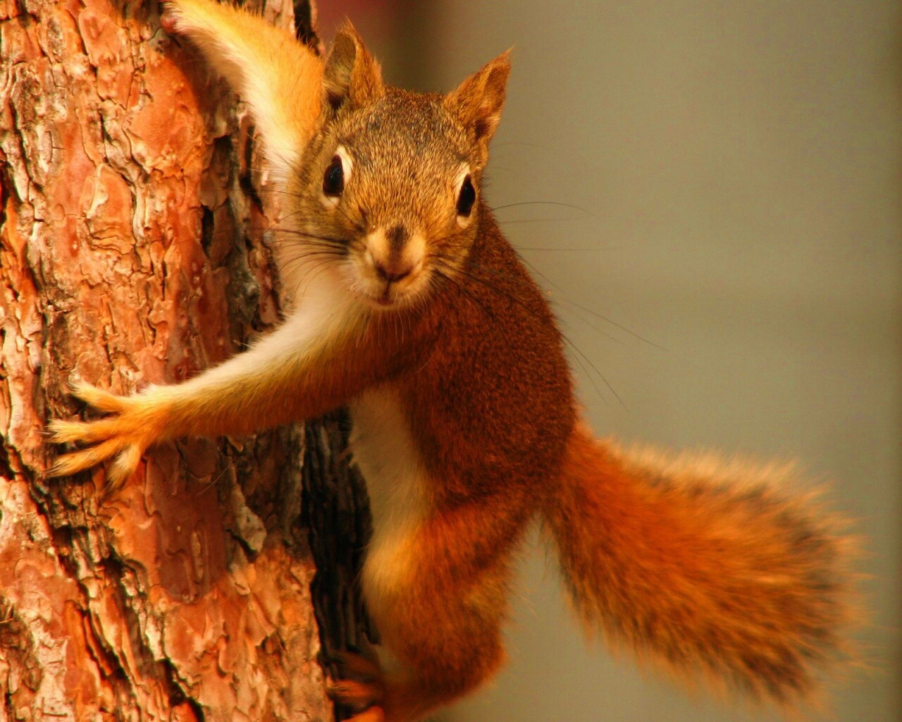 Белка на дереве обои
