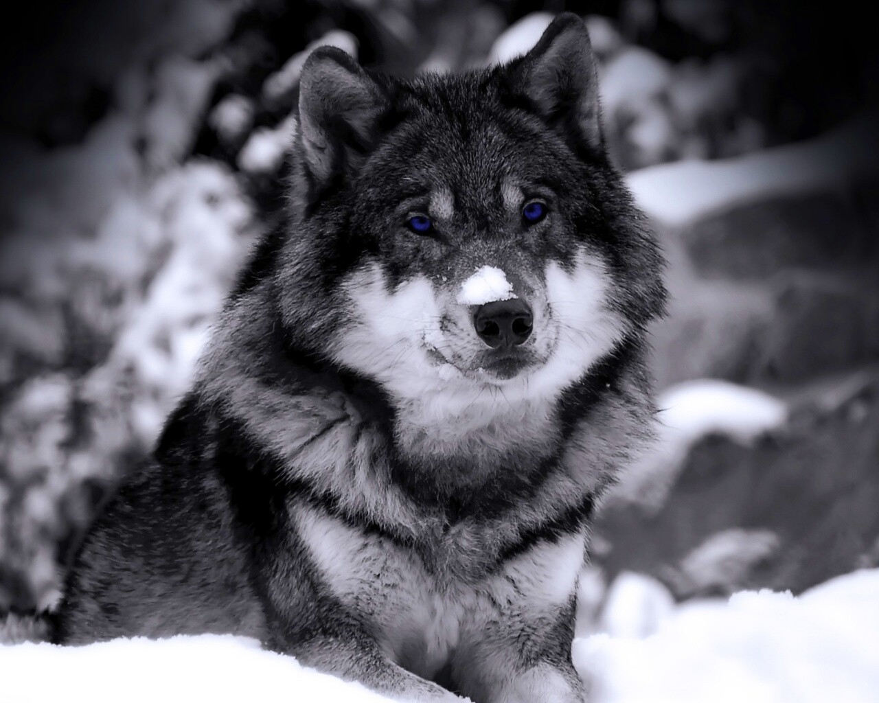 Волк с синими глазами обои