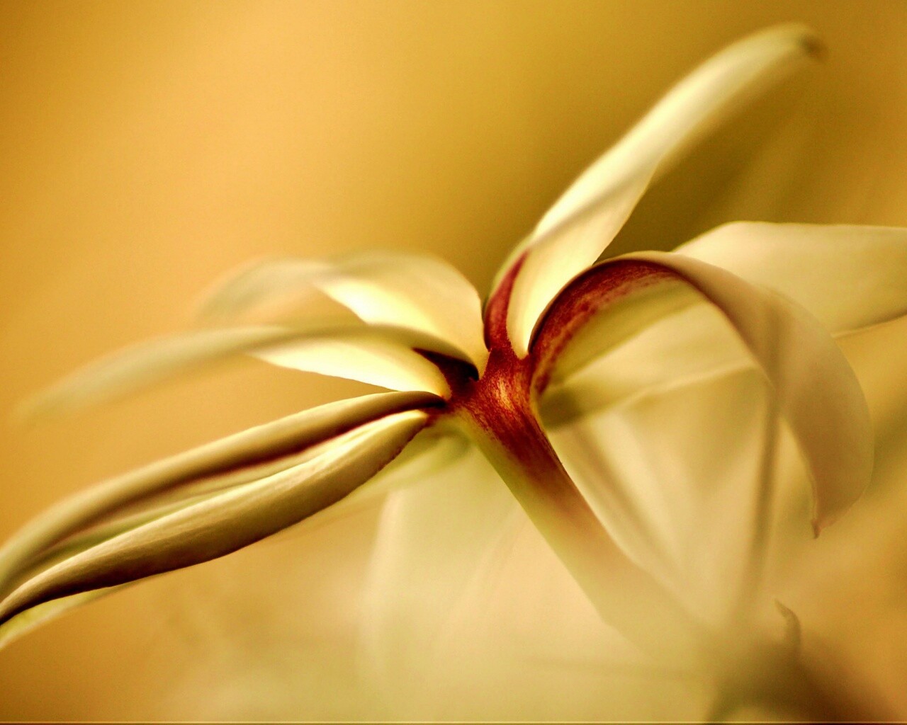 Цветок обои