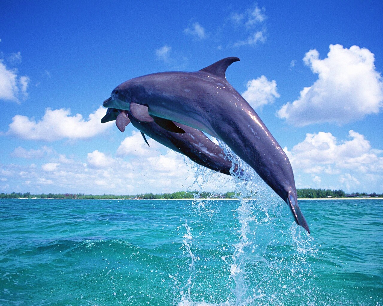 Дельфины обои