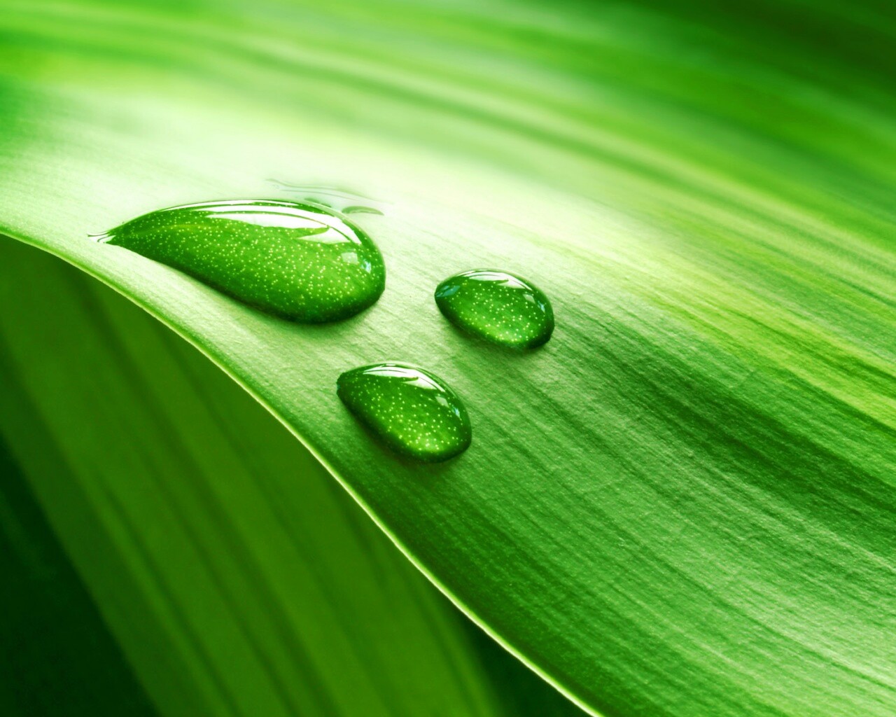 Капли на зеленом листе обои