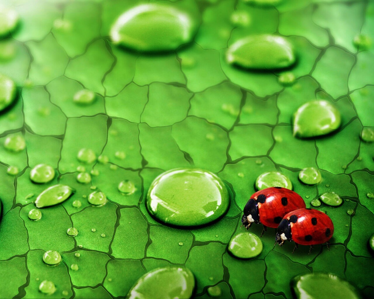 Божьи коровки обои