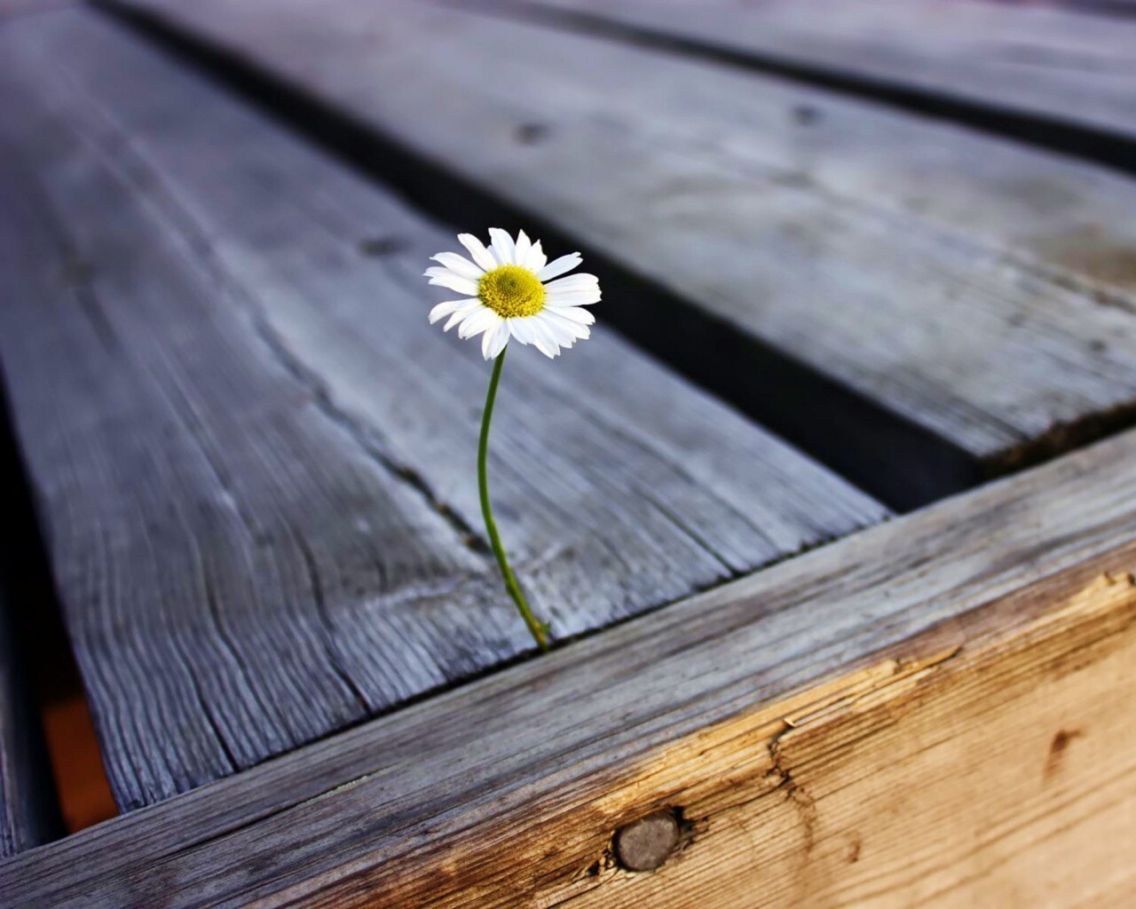 Жизнь среди смерти обои