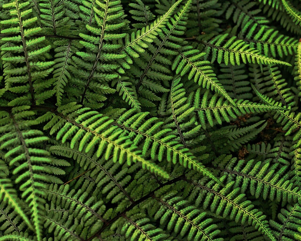 Папоротник обои