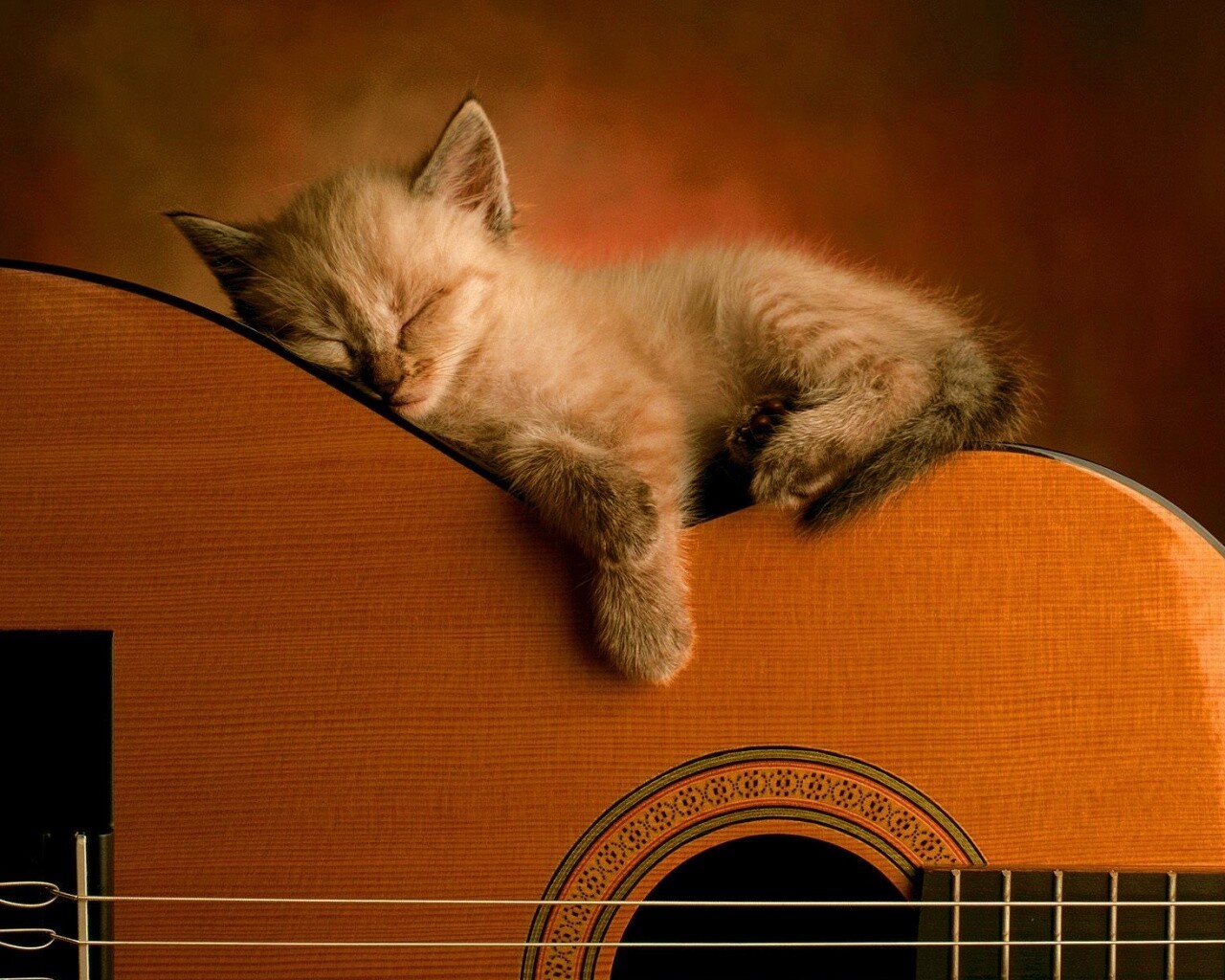 Котенок на гитаре обои