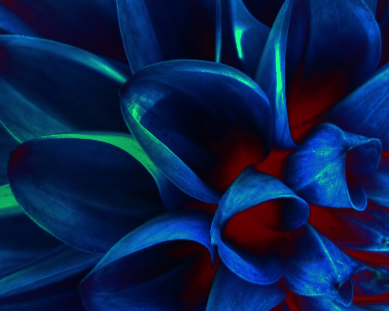 Лепестки обои