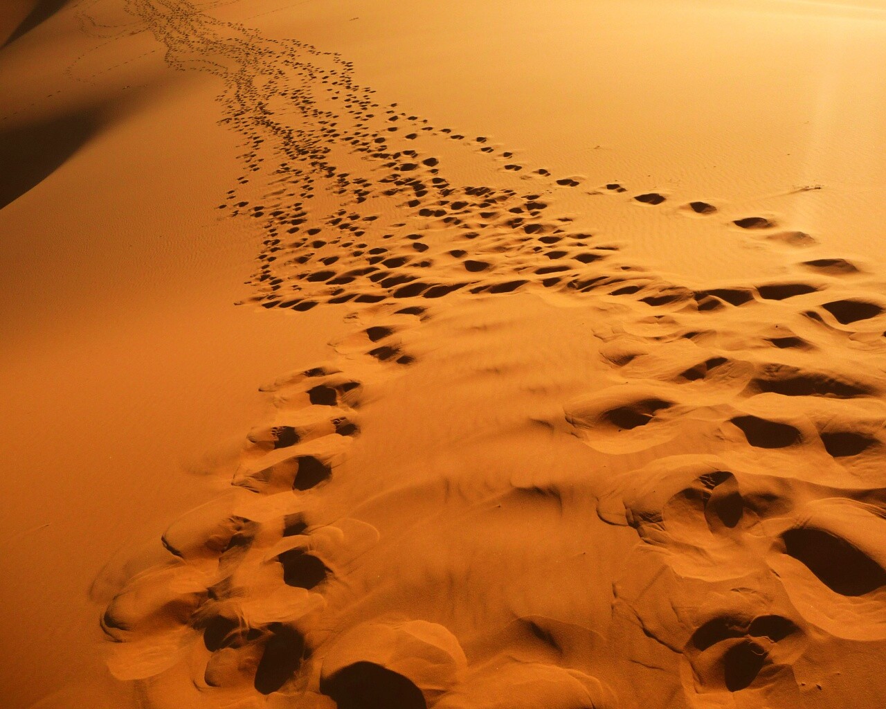 Следы в пустыне обои