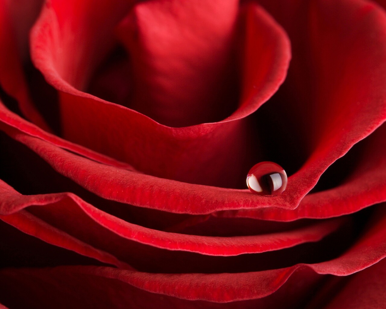 Капля воды на лепестке розы обои