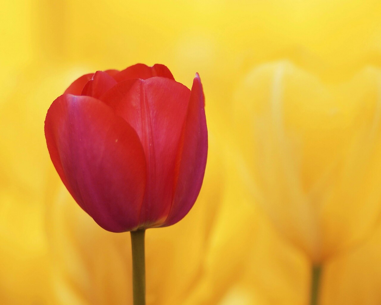 Красный тюльпан обои