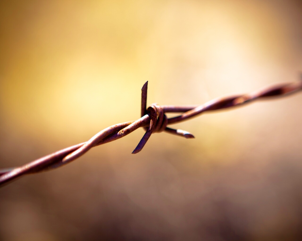Фото колючей проволоки обои