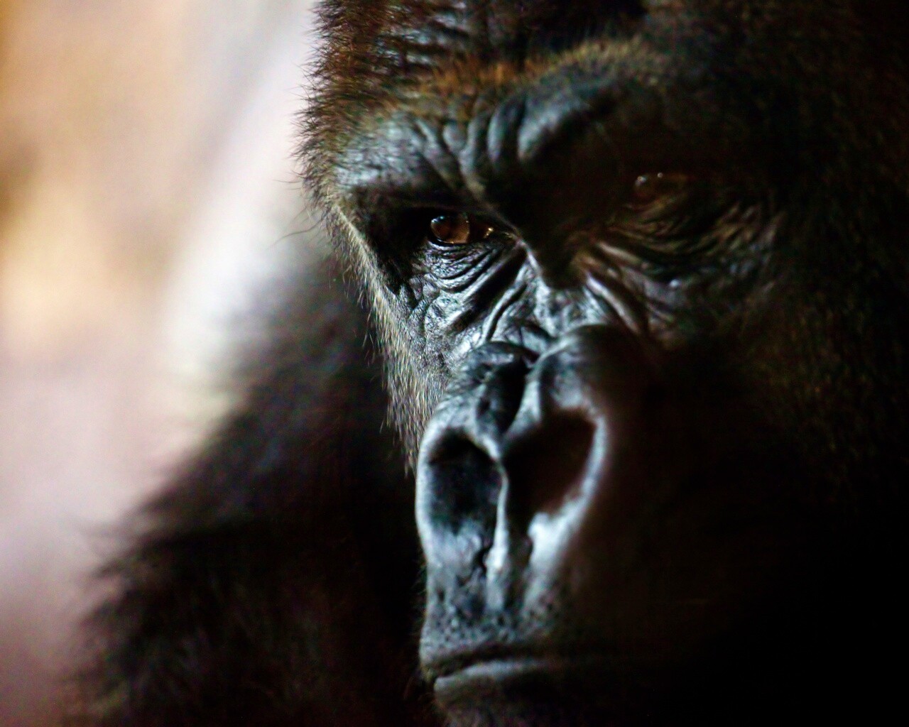 Фото орангутанга обои