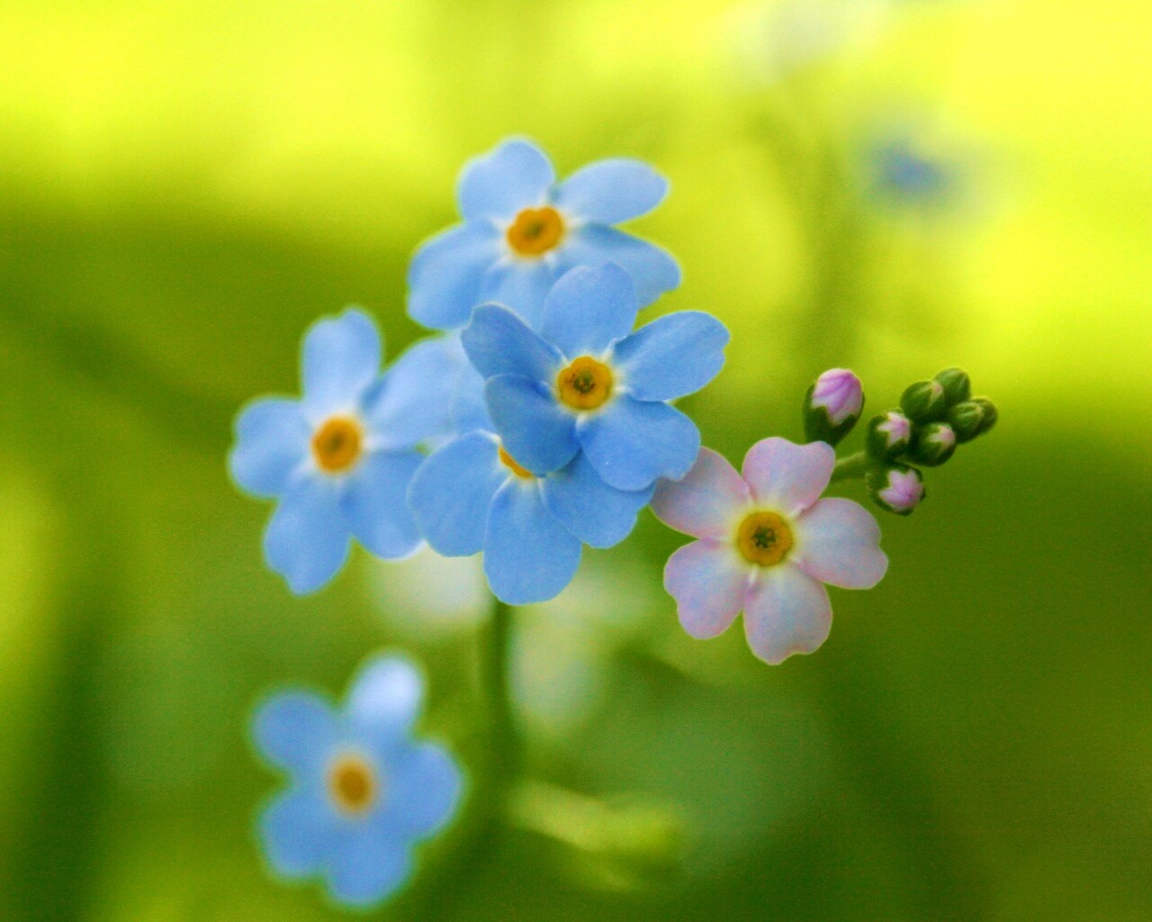 Обои цветов обои