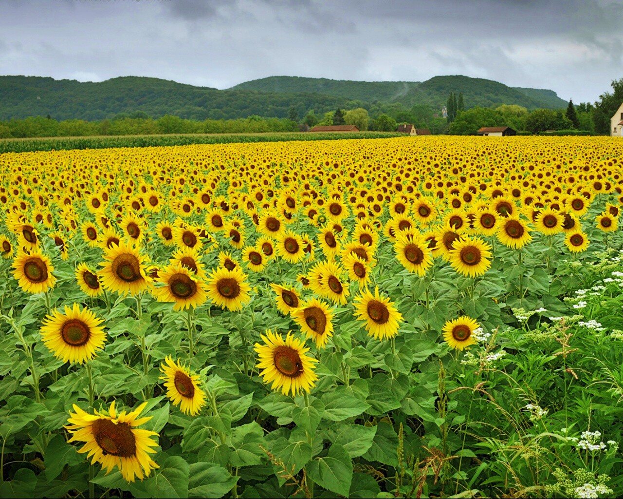 Живописное поле подсолнухов обои
