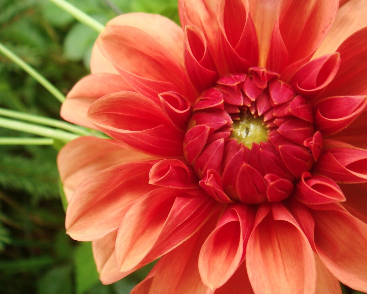 Аленький цветочек обои