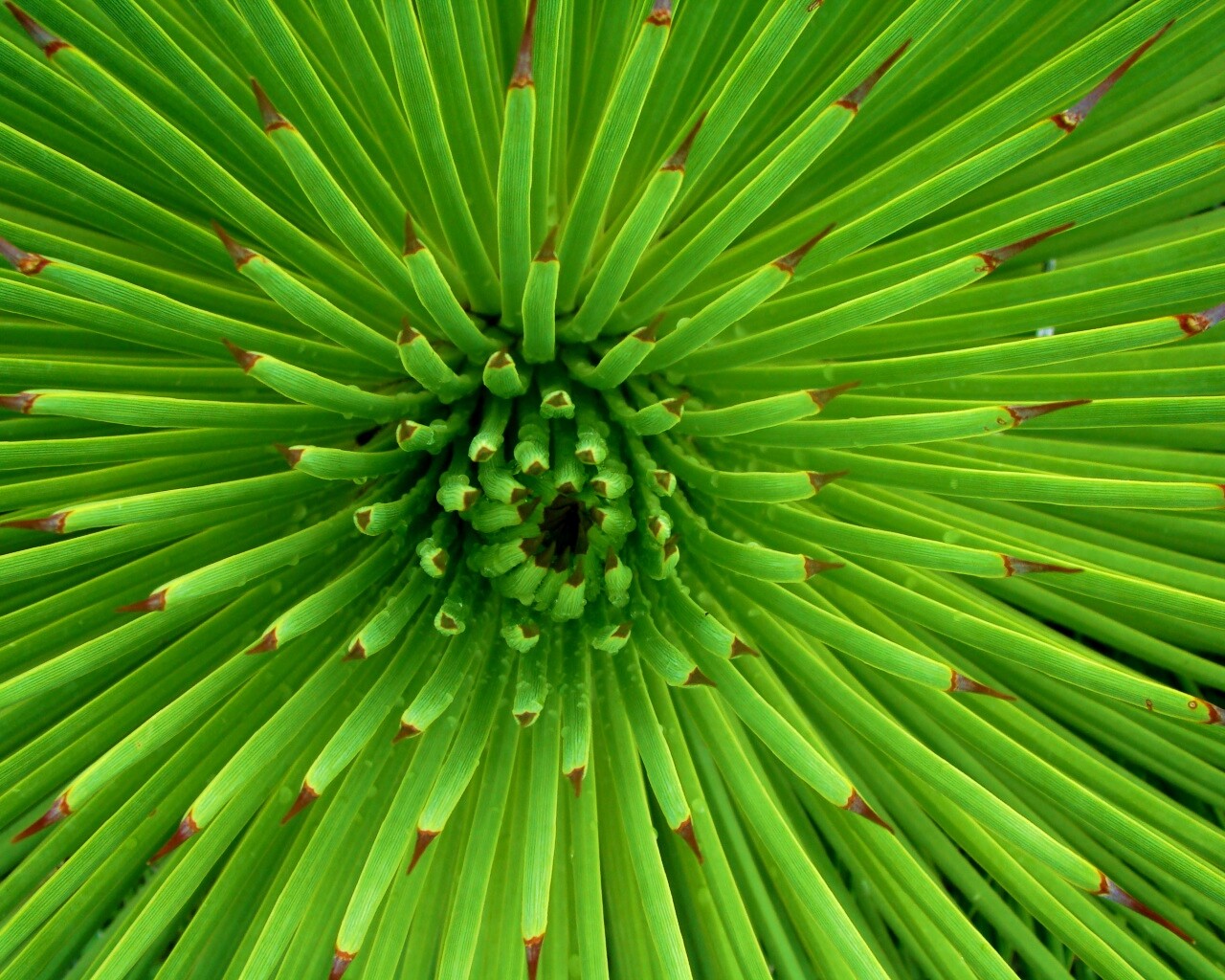 Хищный цветок обои