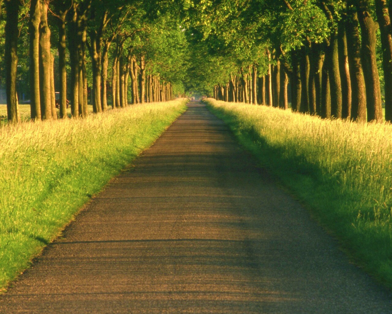 Живописная аллея обои