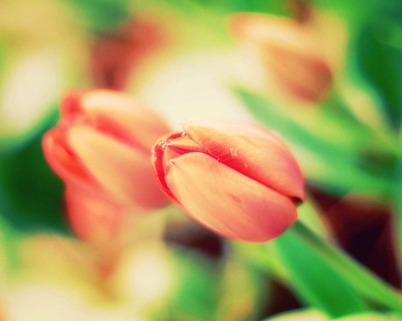 Красивый тюльпан обои