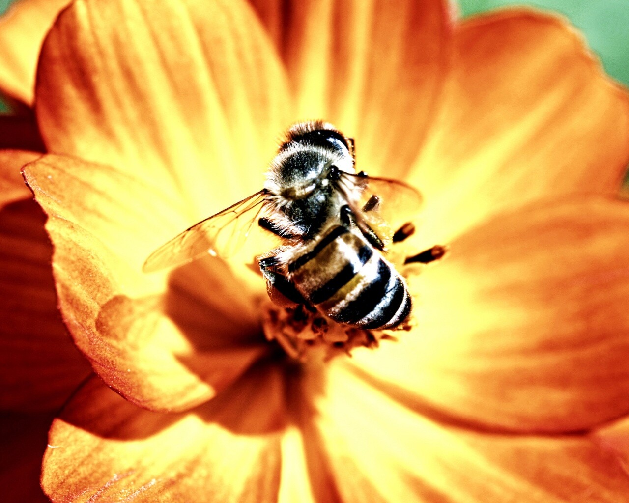 Пчела на цветке обои