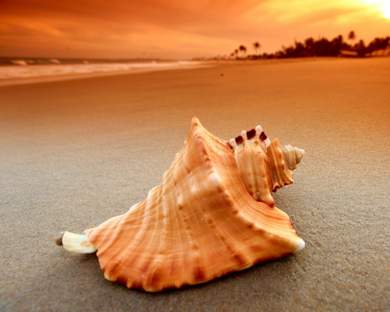 Красивая раковина обои