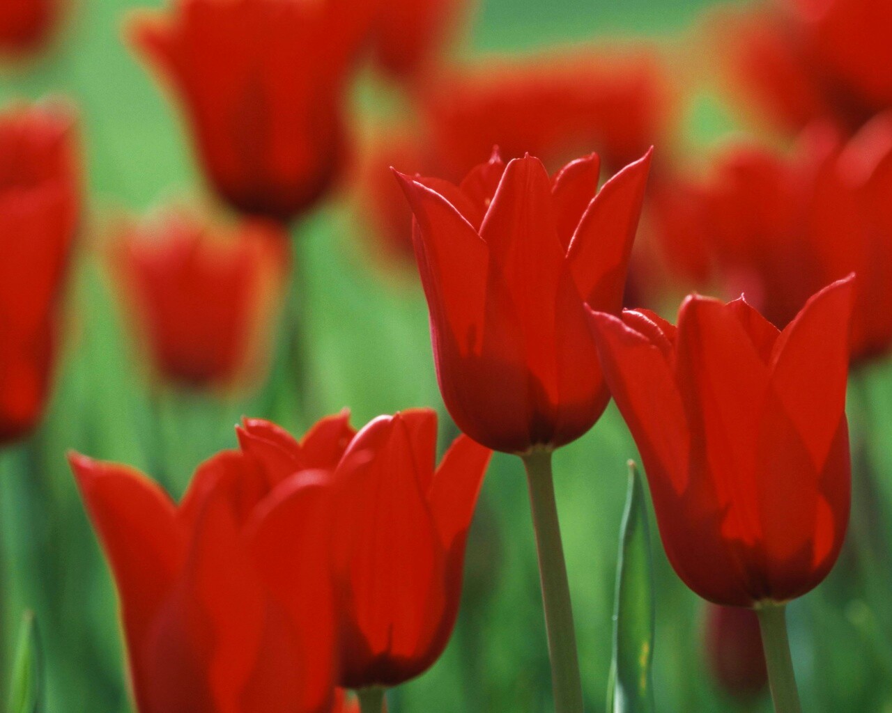 Красные цветы обои