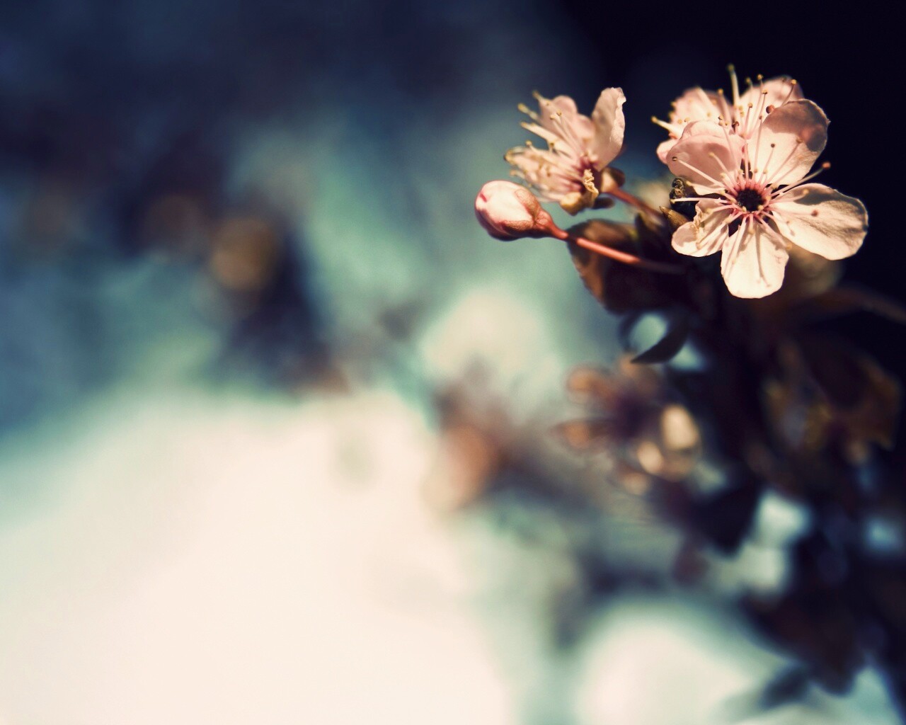 Цветок вишни обои