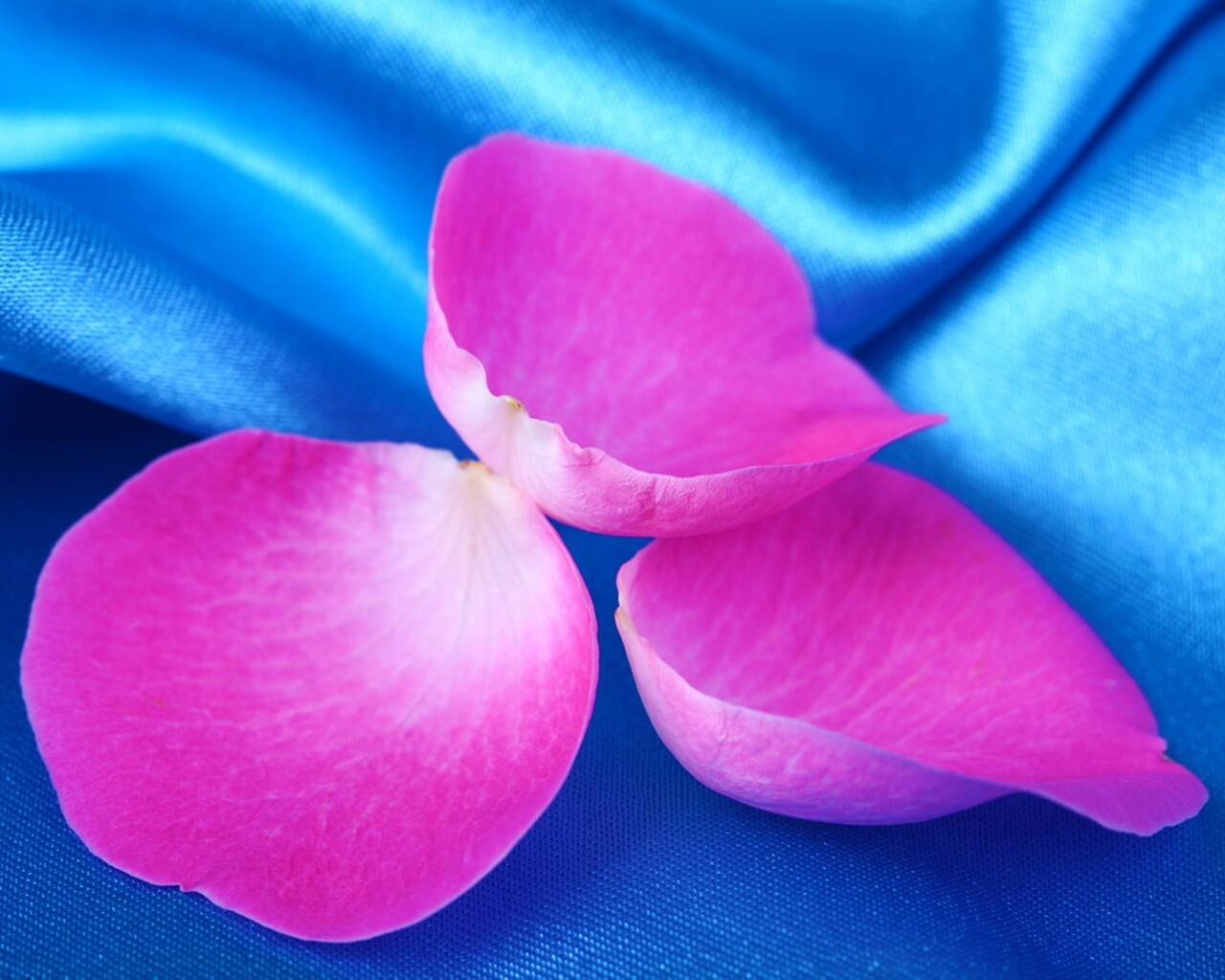 Лепестки розы на голубой ткани обои