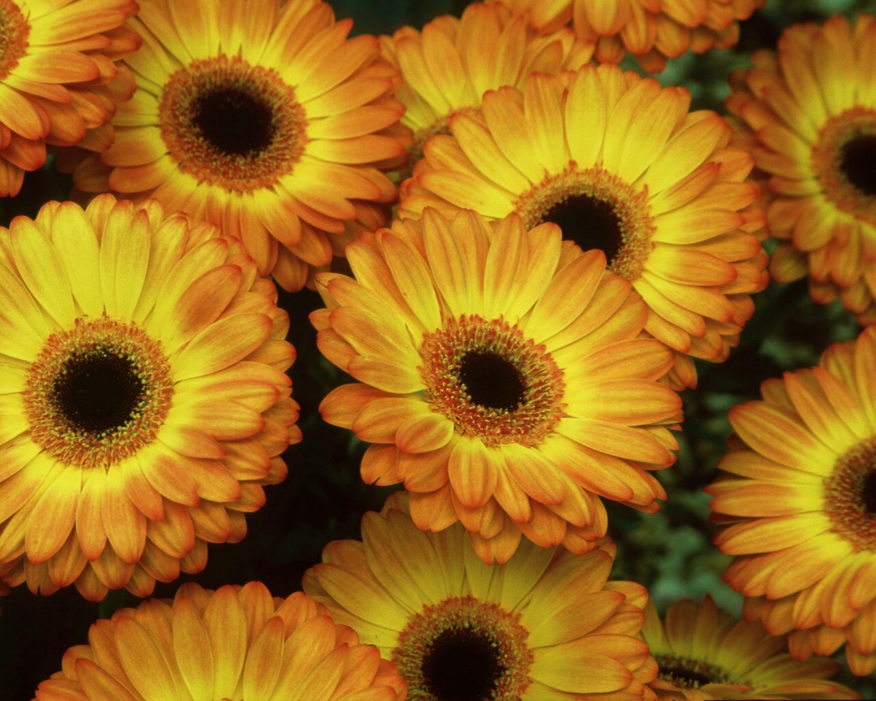 Желтые герберы обои