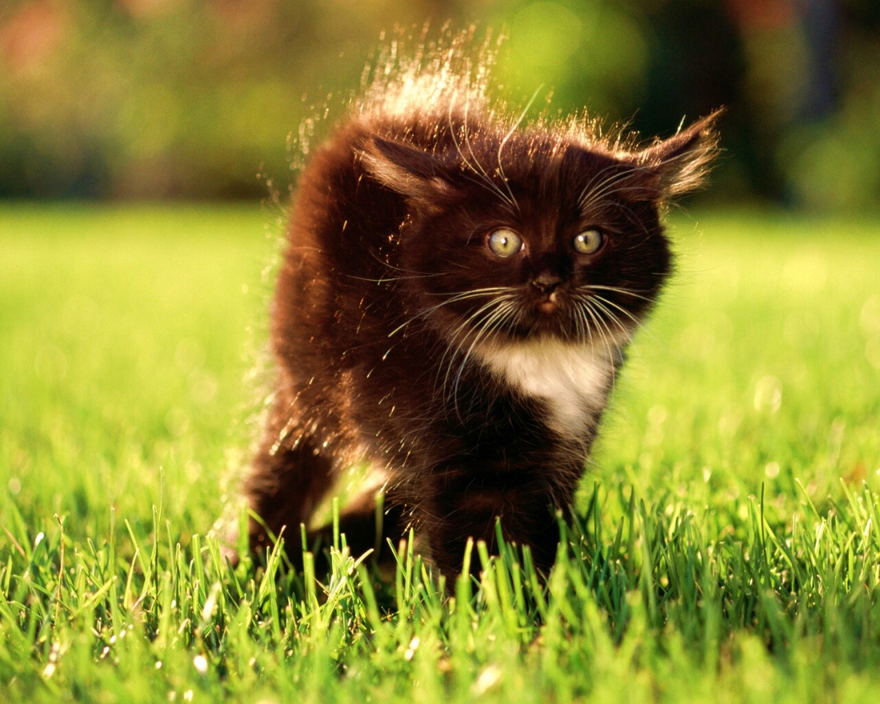 Кот воитель обои