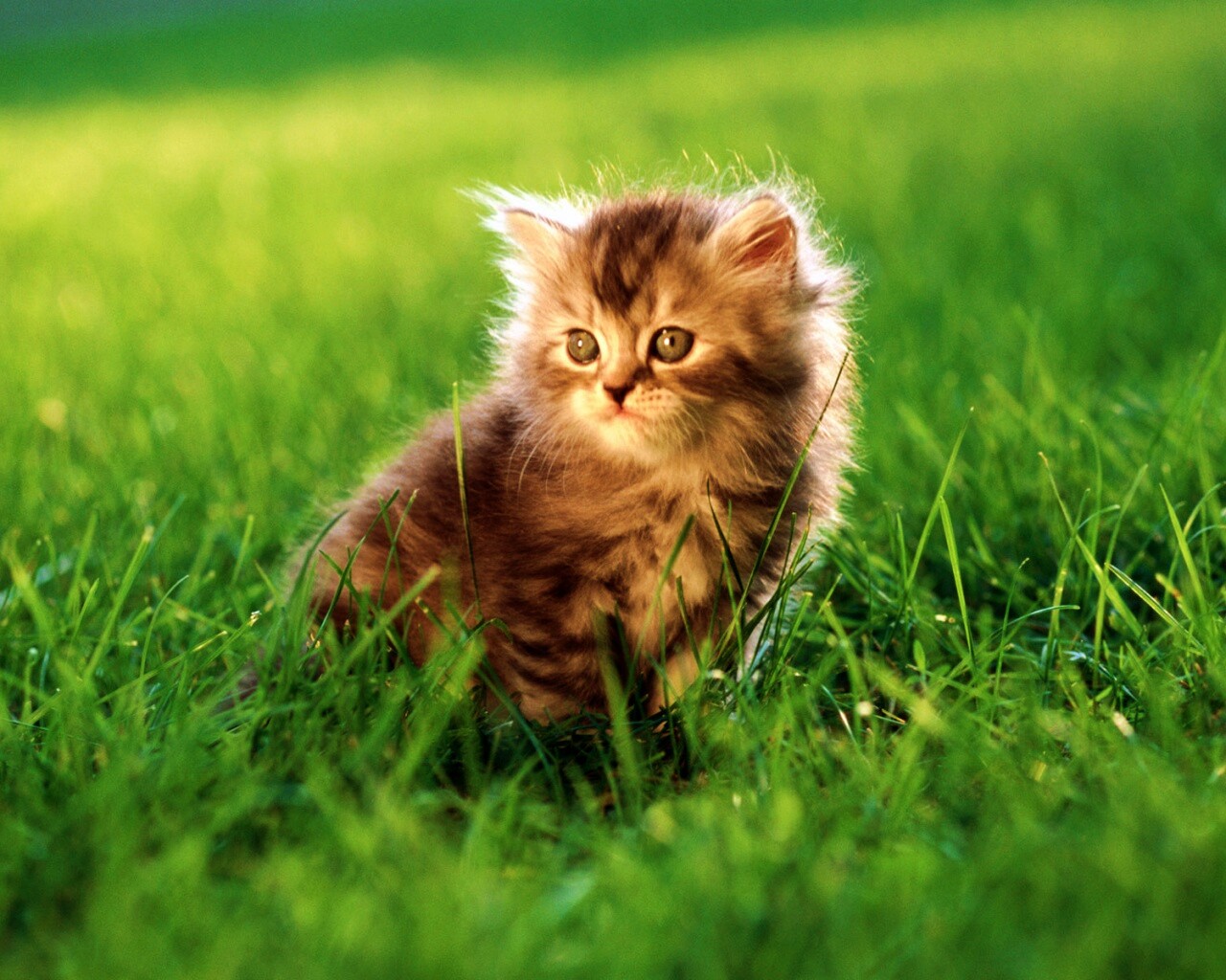 Пушистый котенок в траве обои