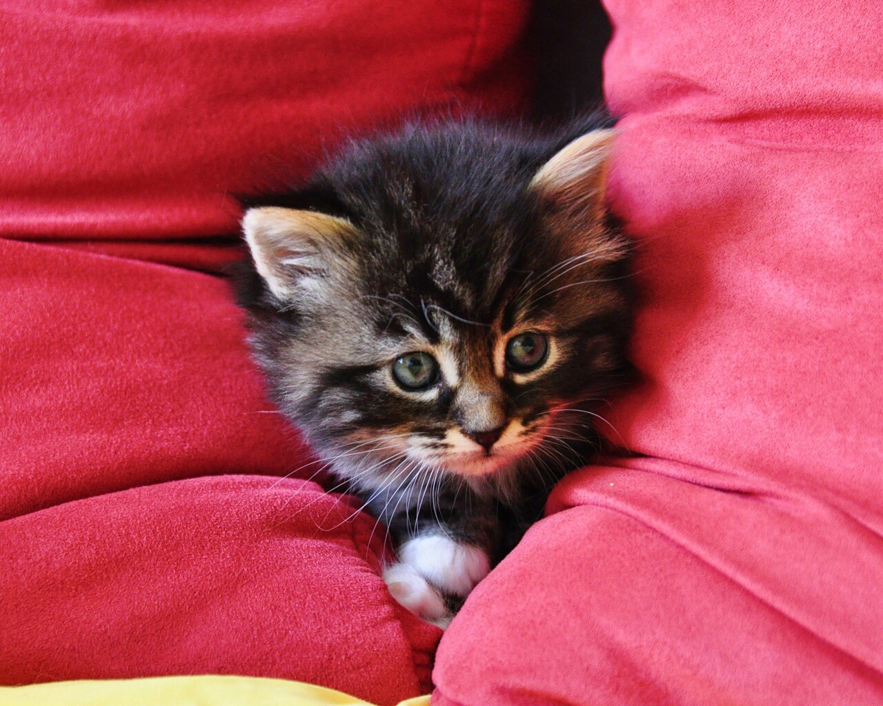 Котенок в подушках обои