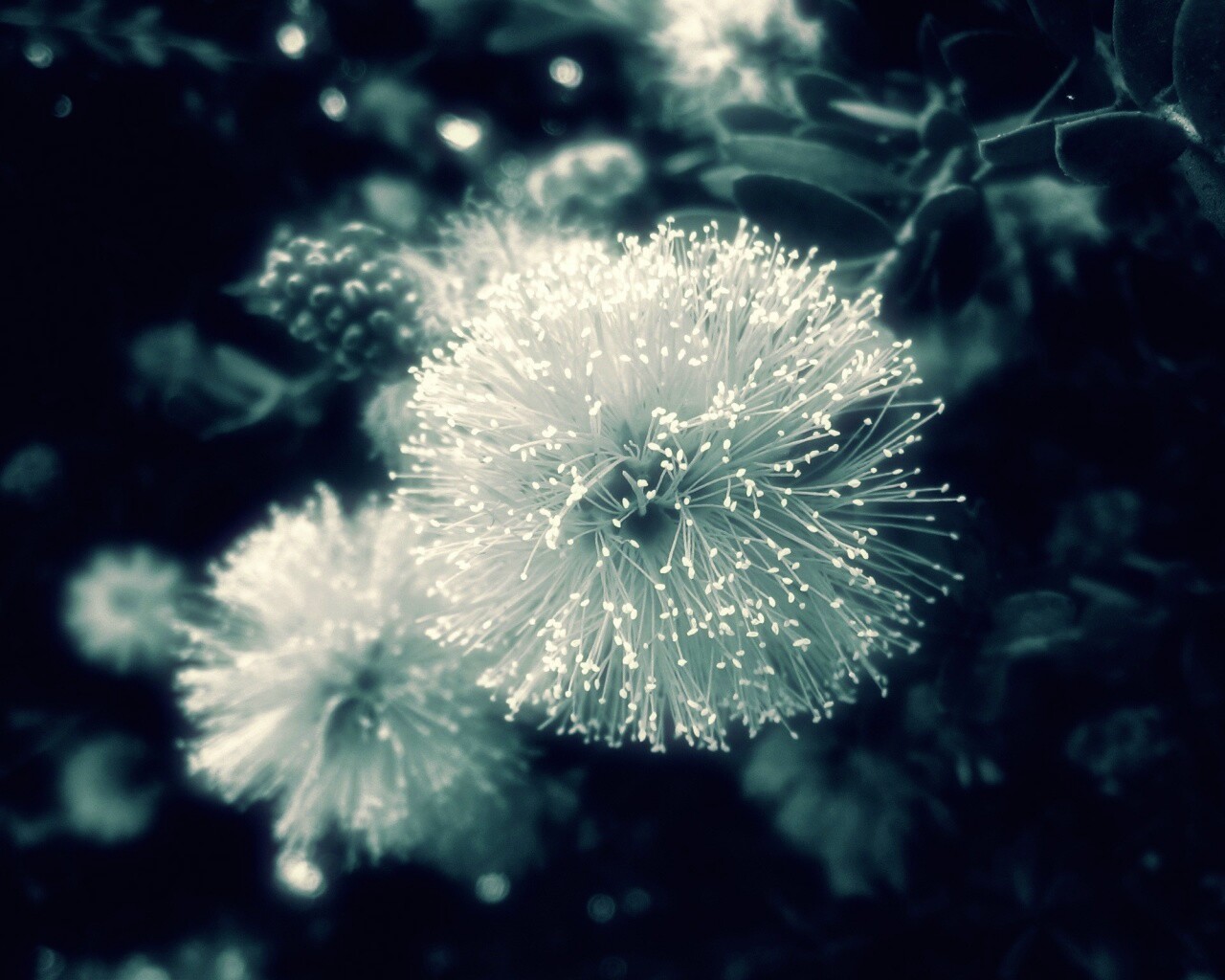 Сказочный цветок обои