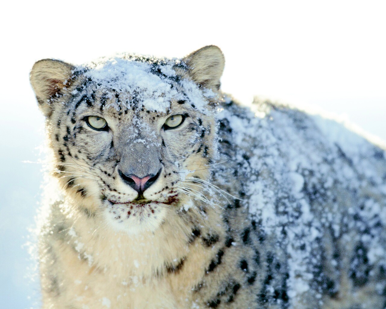 Снежный леопард обои
