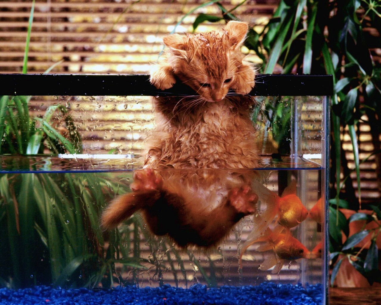 Мокрая киска обои