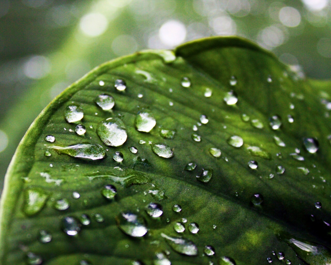 Роса на листке обои