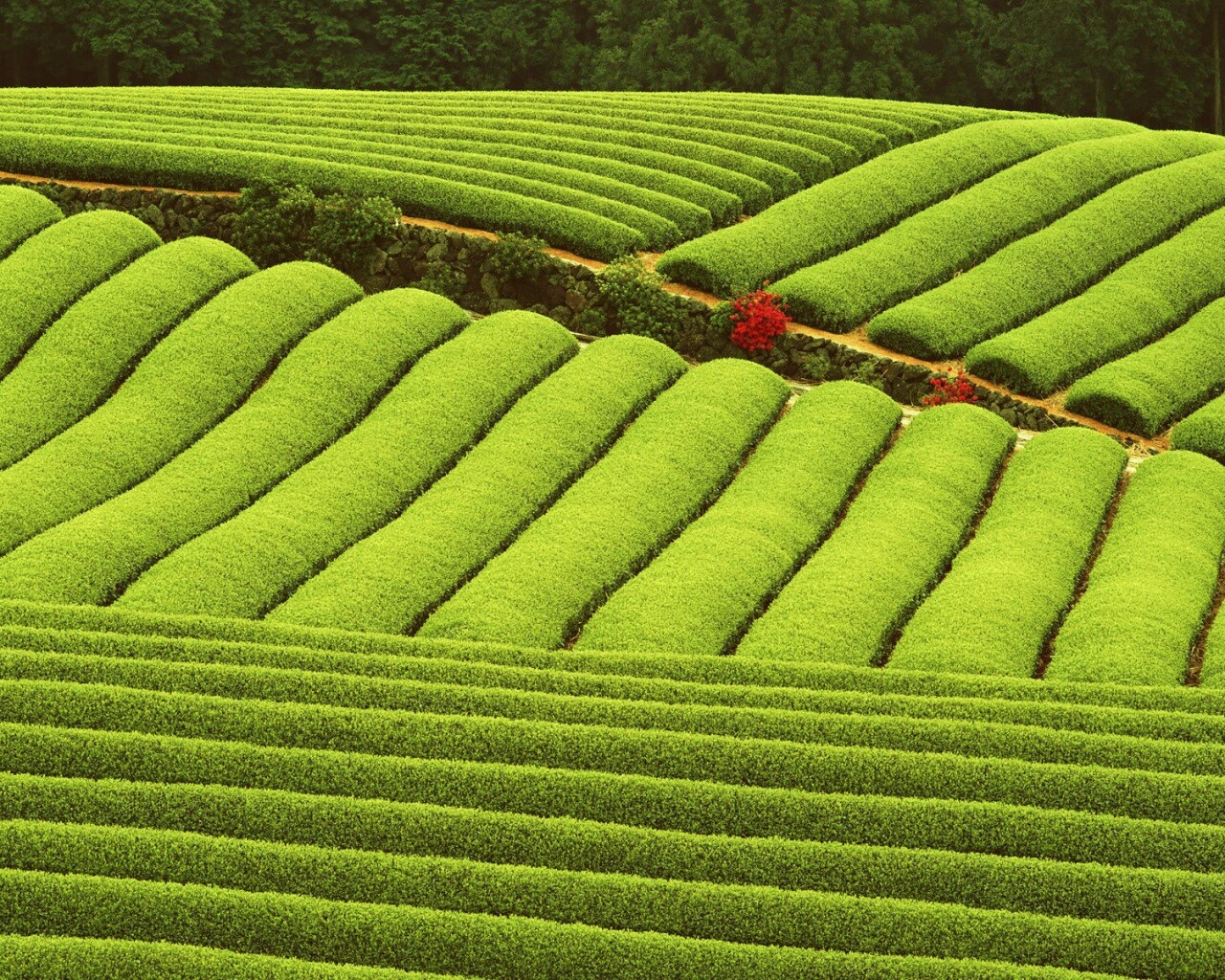 Красивые гряды обои