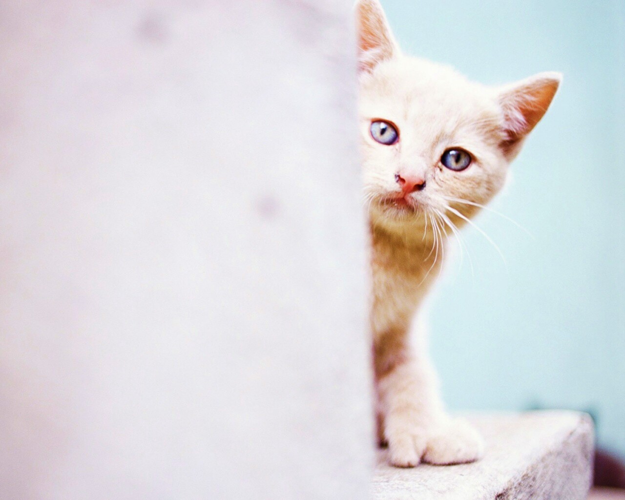 Котик из-за угла обои