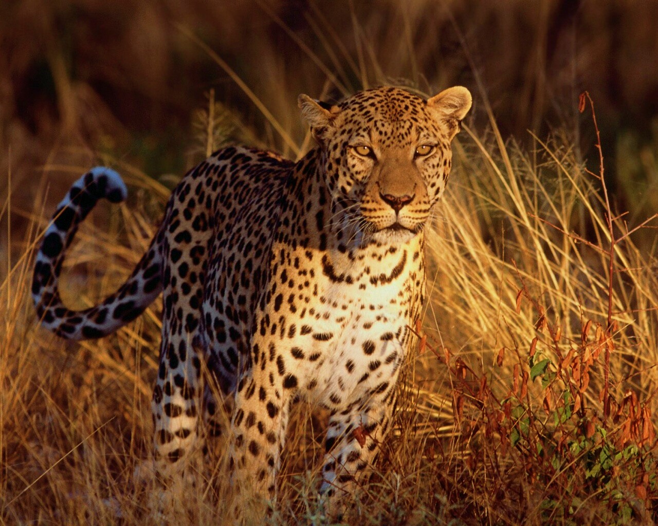 Леопард на охоте обои