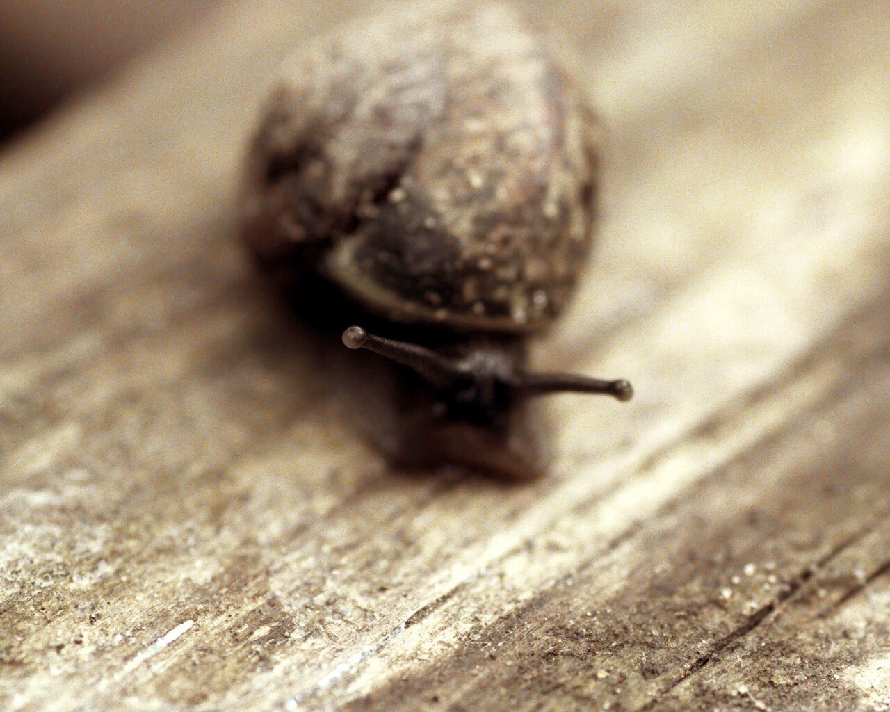 Улитка на ветке обои